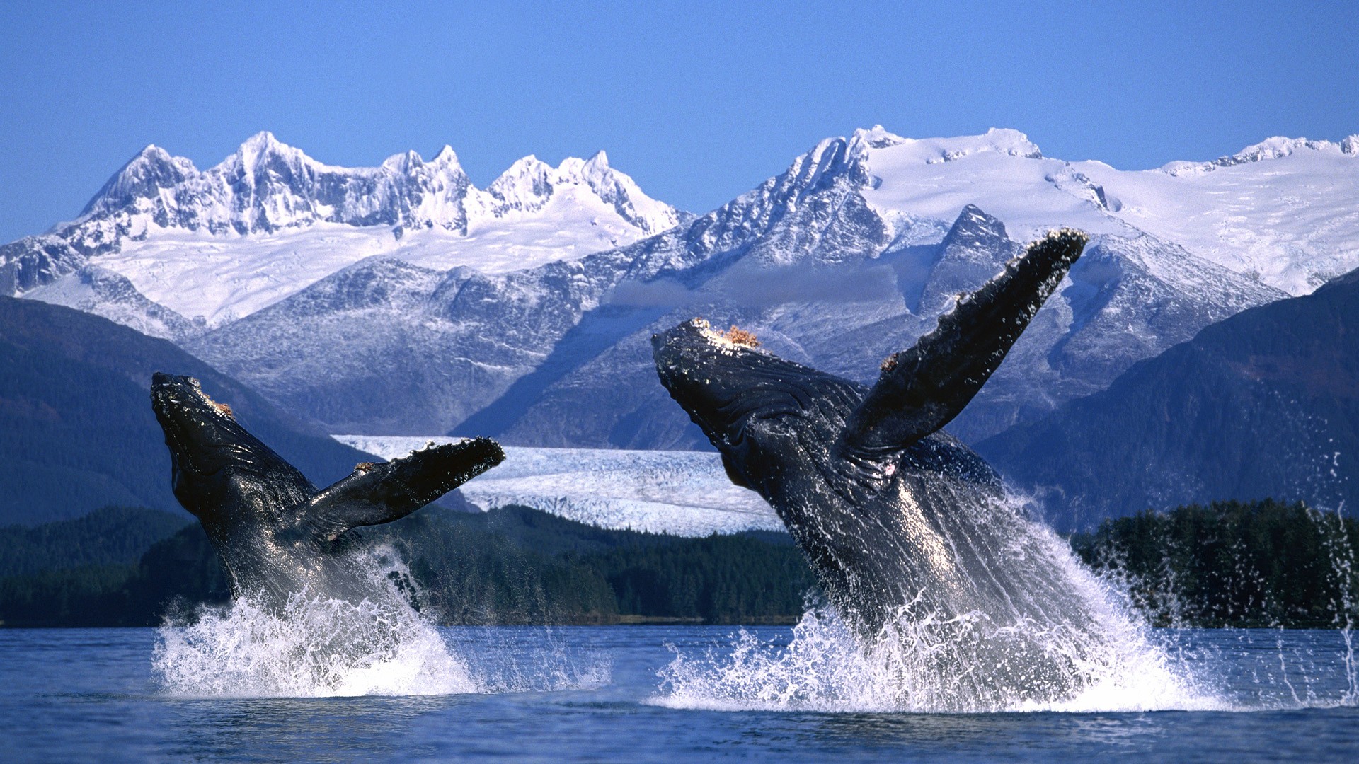 photo de baleine en Alaska